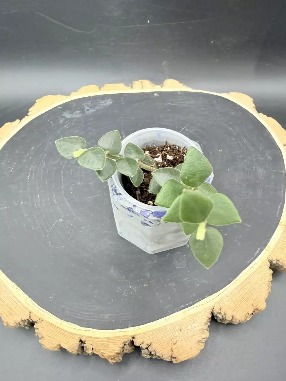 H. Chinghungensis starter #319 thumbnail