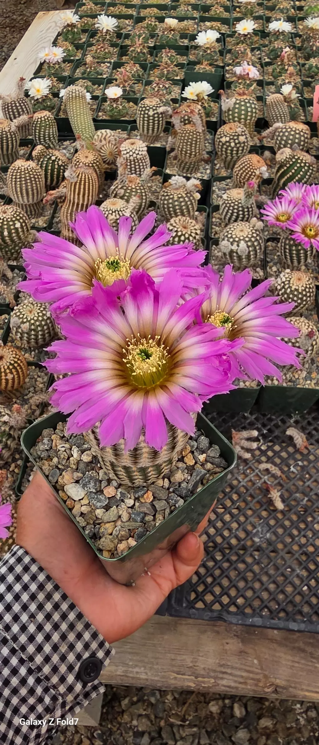 Echinocereus reichenbachii minor thumbnail