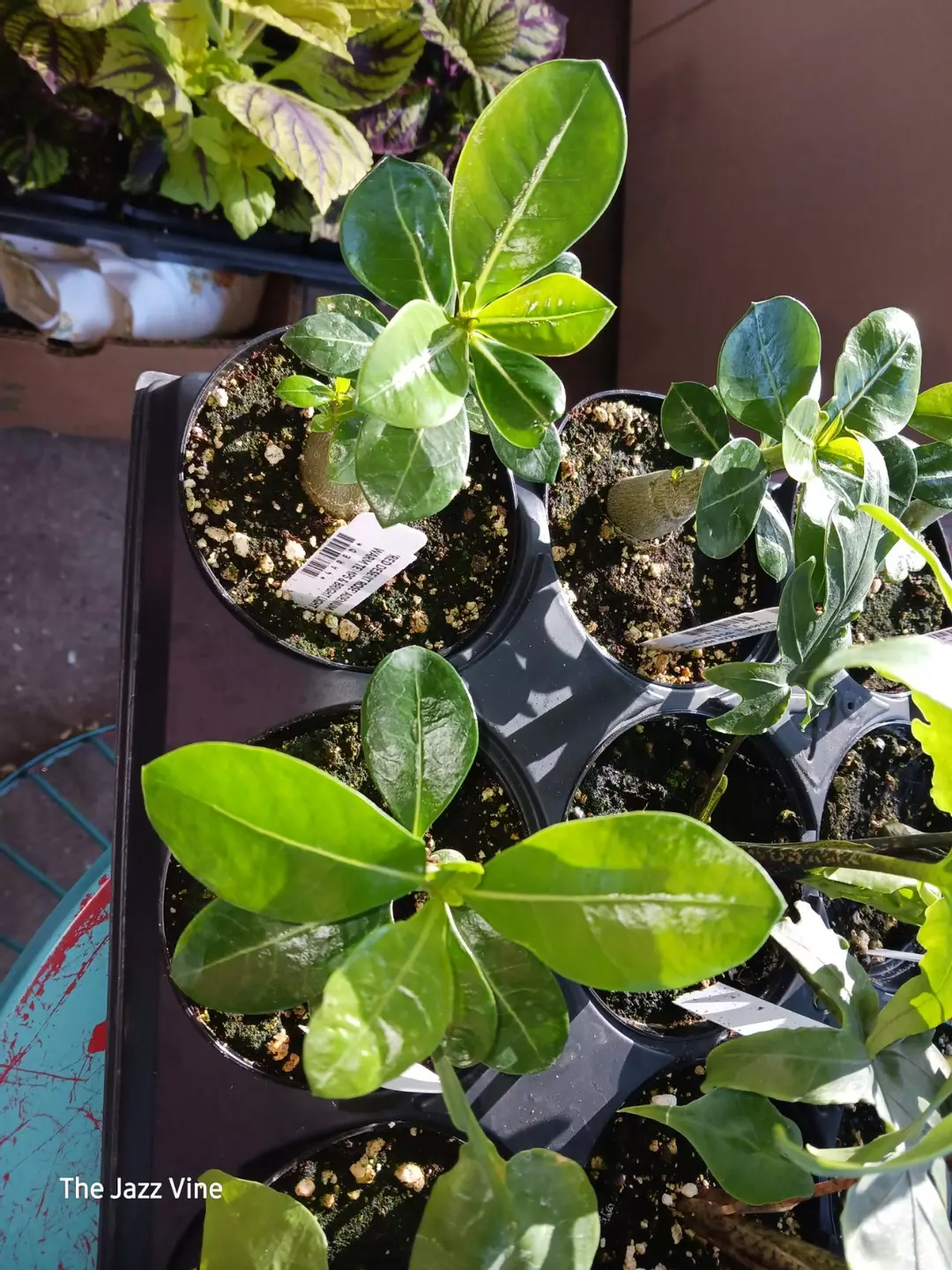 Desert rose white thumbnail