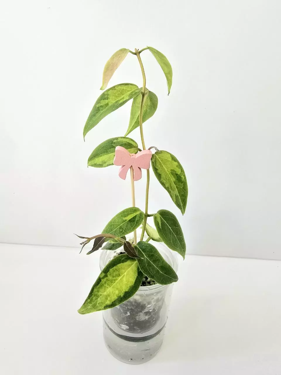 Hoya Dennisii Frida thumbnail