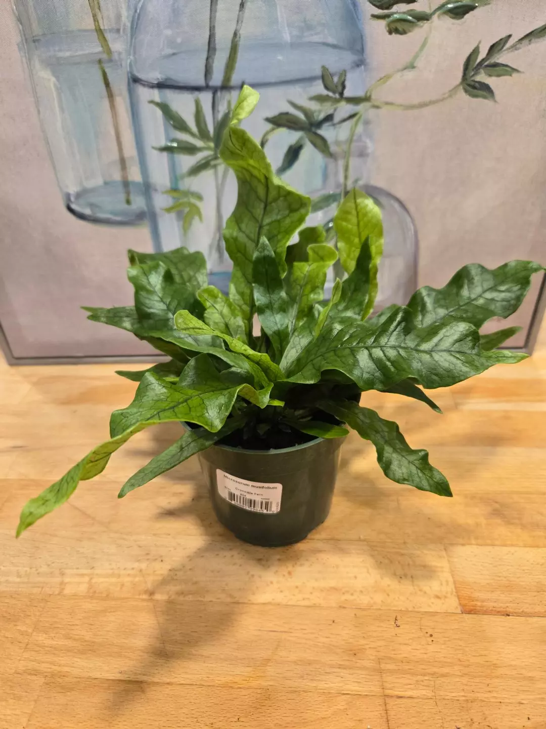 🌿 Crocodile Fern – 4” Pot (Microsorum musifolium) thumbnail