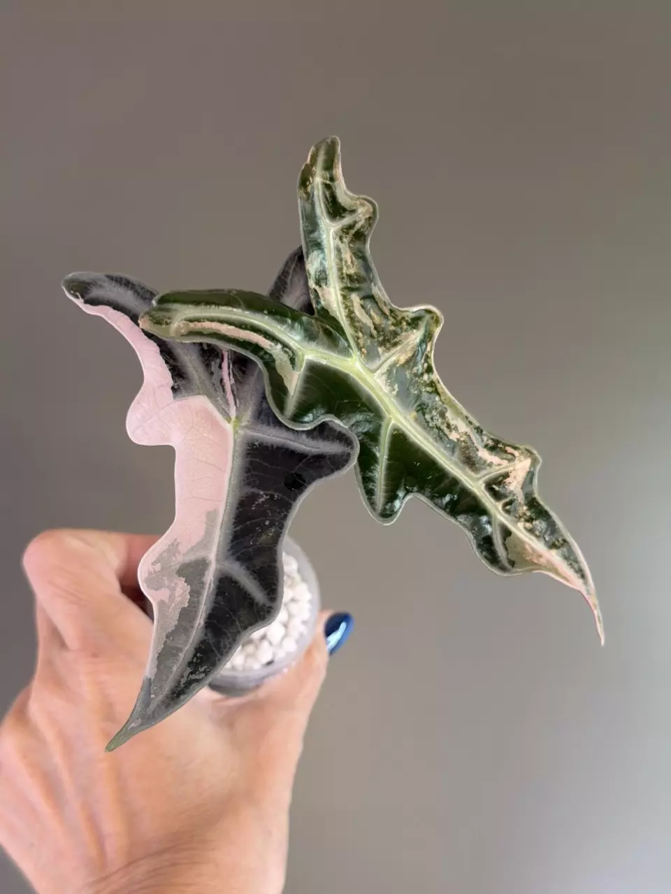 711 Alocasia Pink Nobilis (K) thumbnail