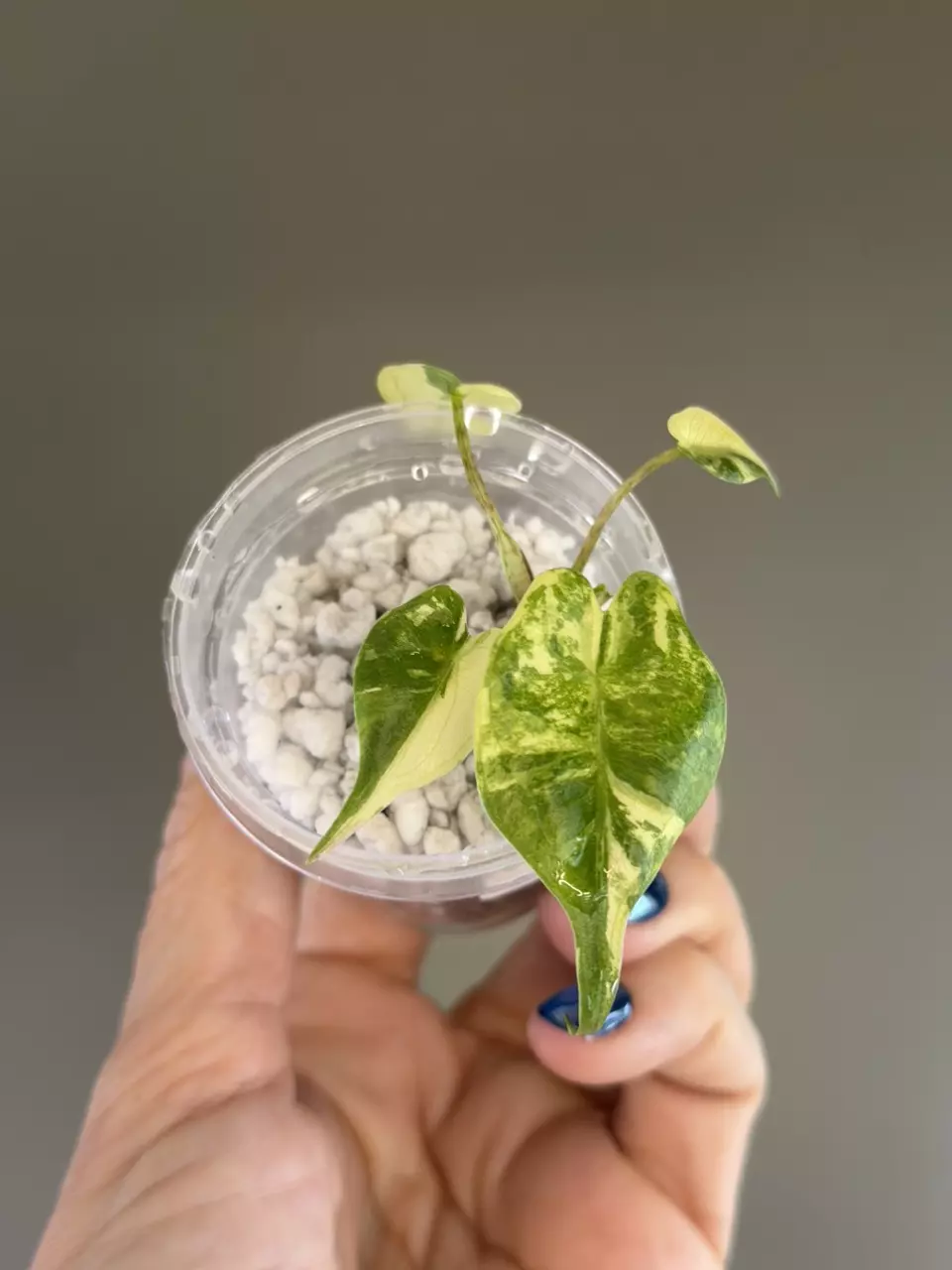 753 Alocasia Stingray Aurea thumbnail