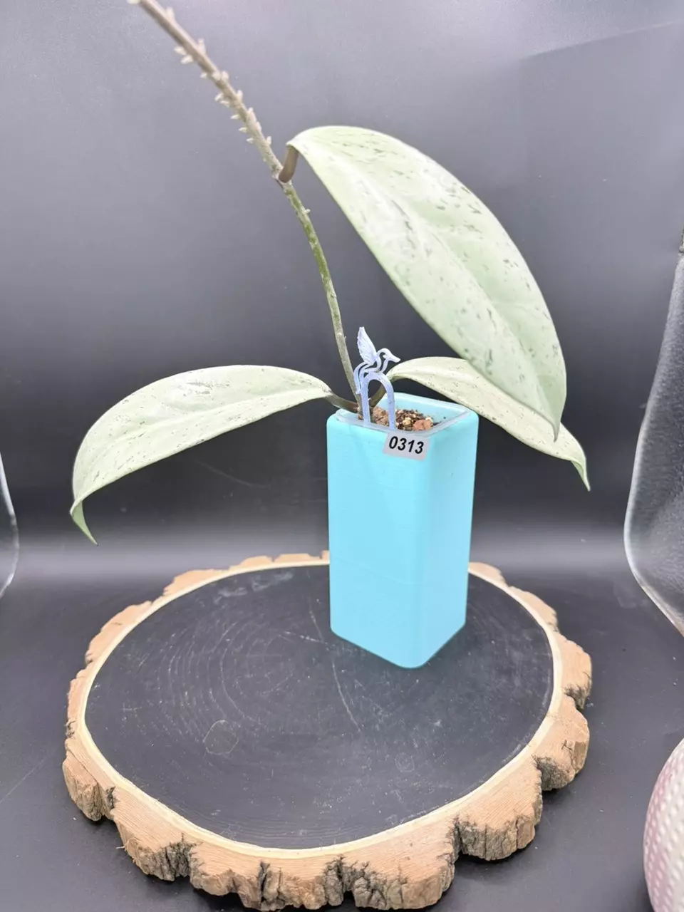 Pubicalyx Pink Silver Ghost #312 thumbnail