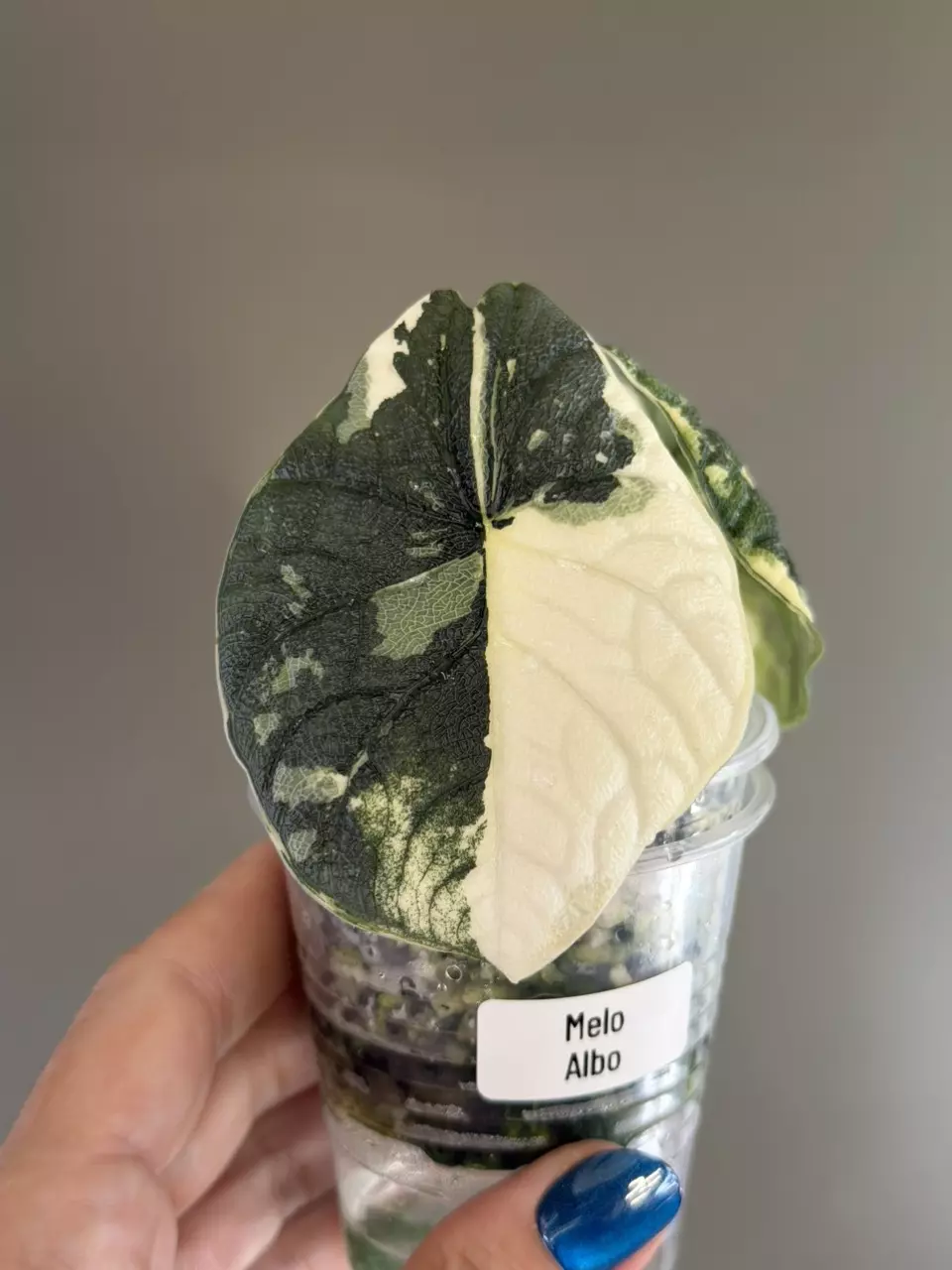736 Alocasia Melo Albo thumbnail