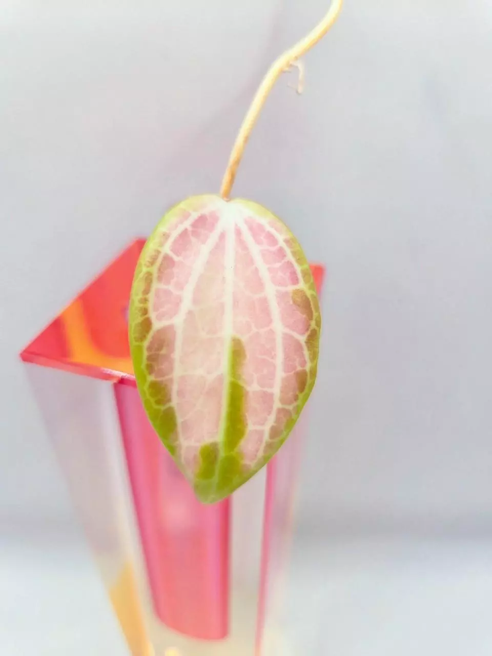 Hoya Merrillii Variegated Cutting Lightly Rooted thumbnail