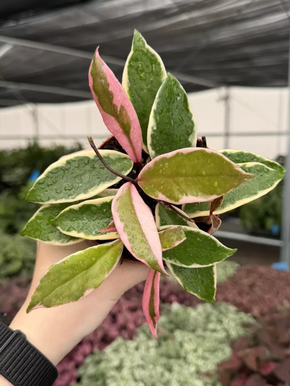 Hoya Flamingo Dream 4” Pot Growers Choice thumbnail