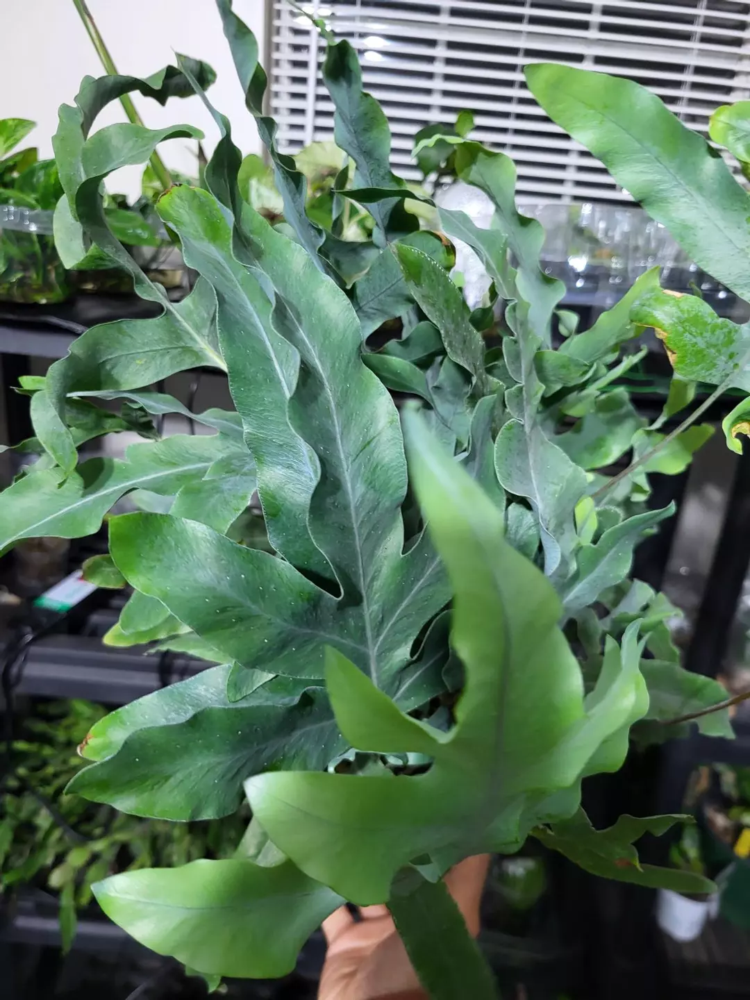 Blue fern  6" thumbnail