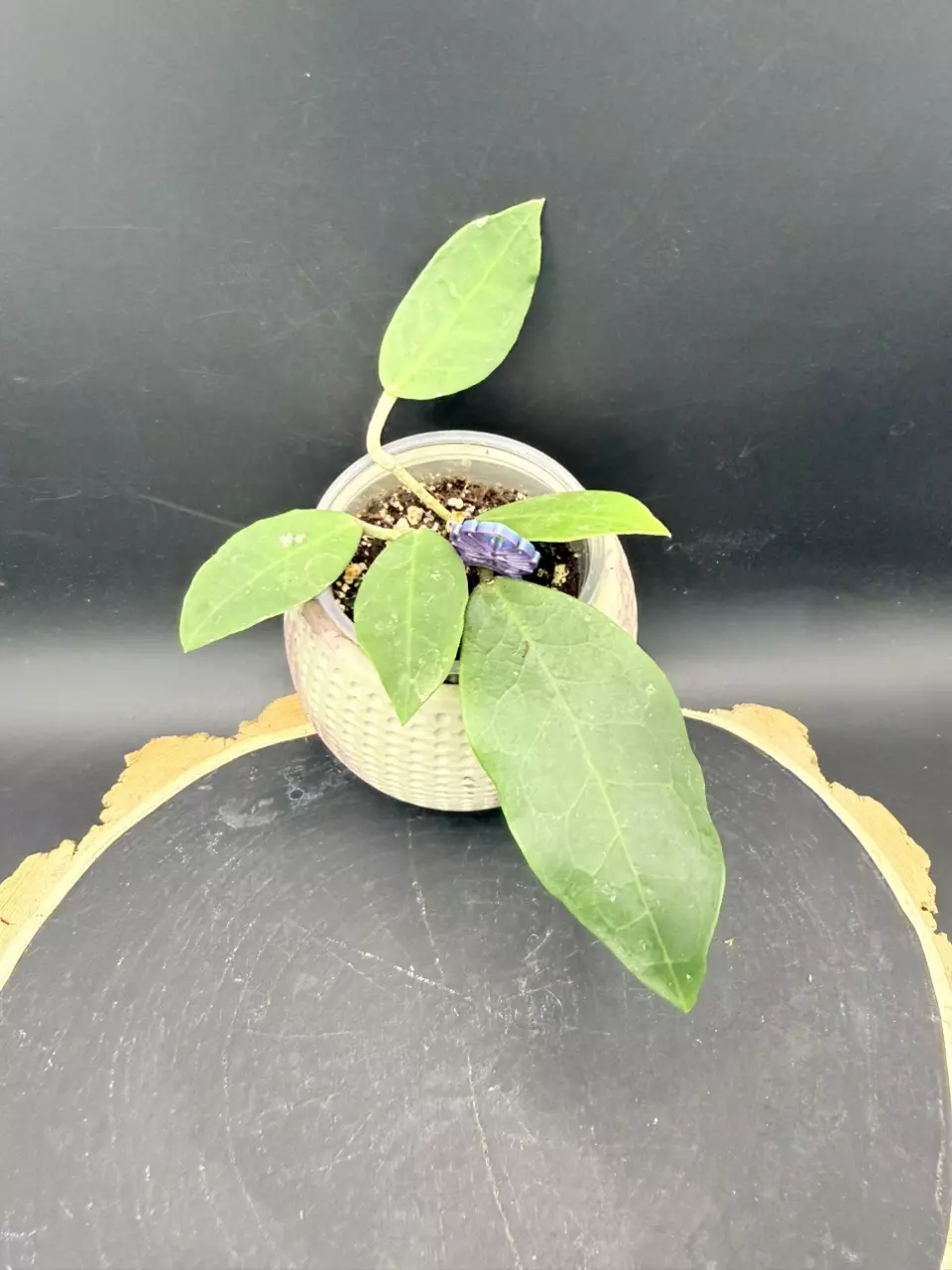 Hoya Patricia #315 thumbnail