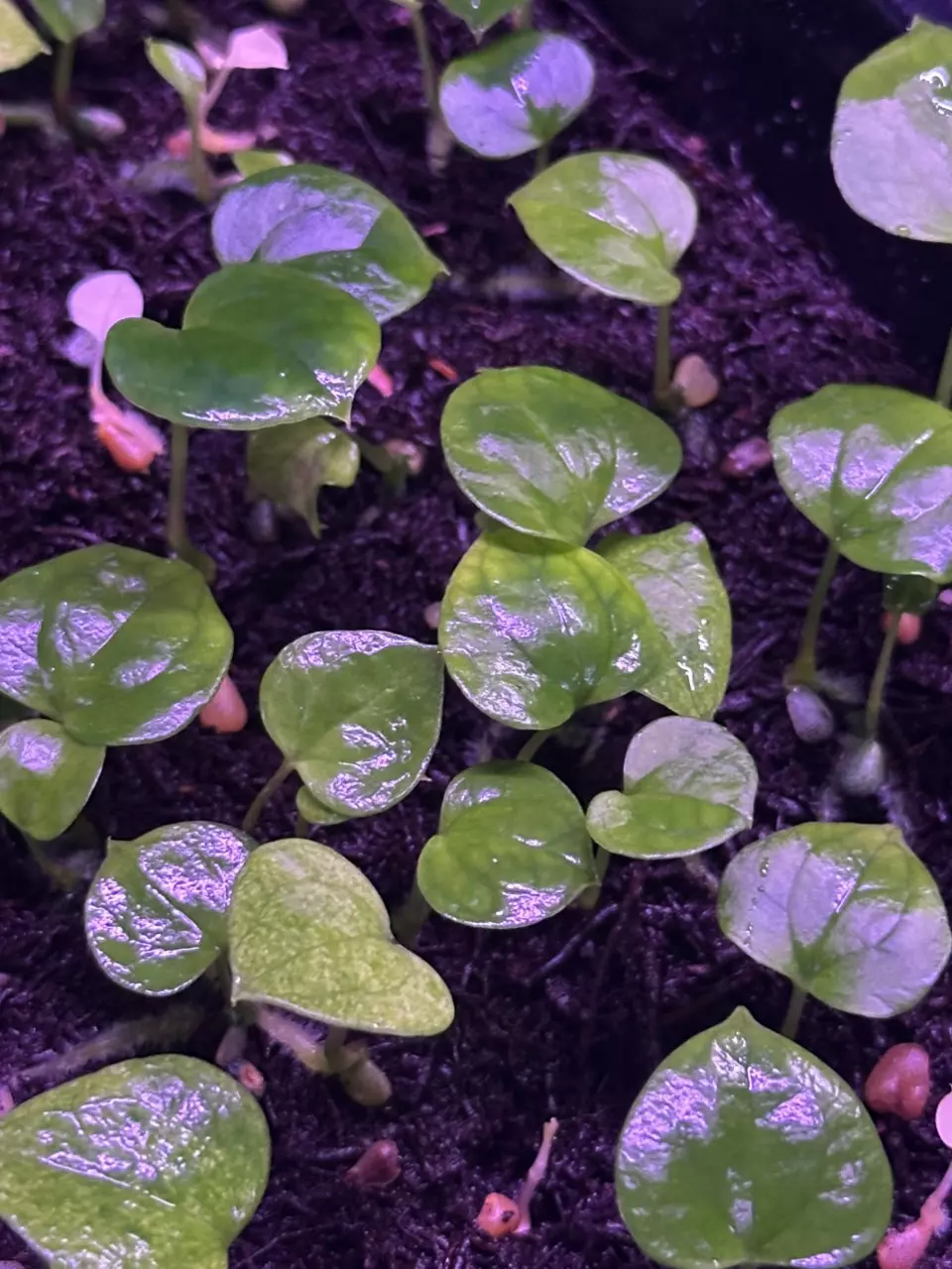 RVDP x Night Dragon *1 sprout* thumbnail