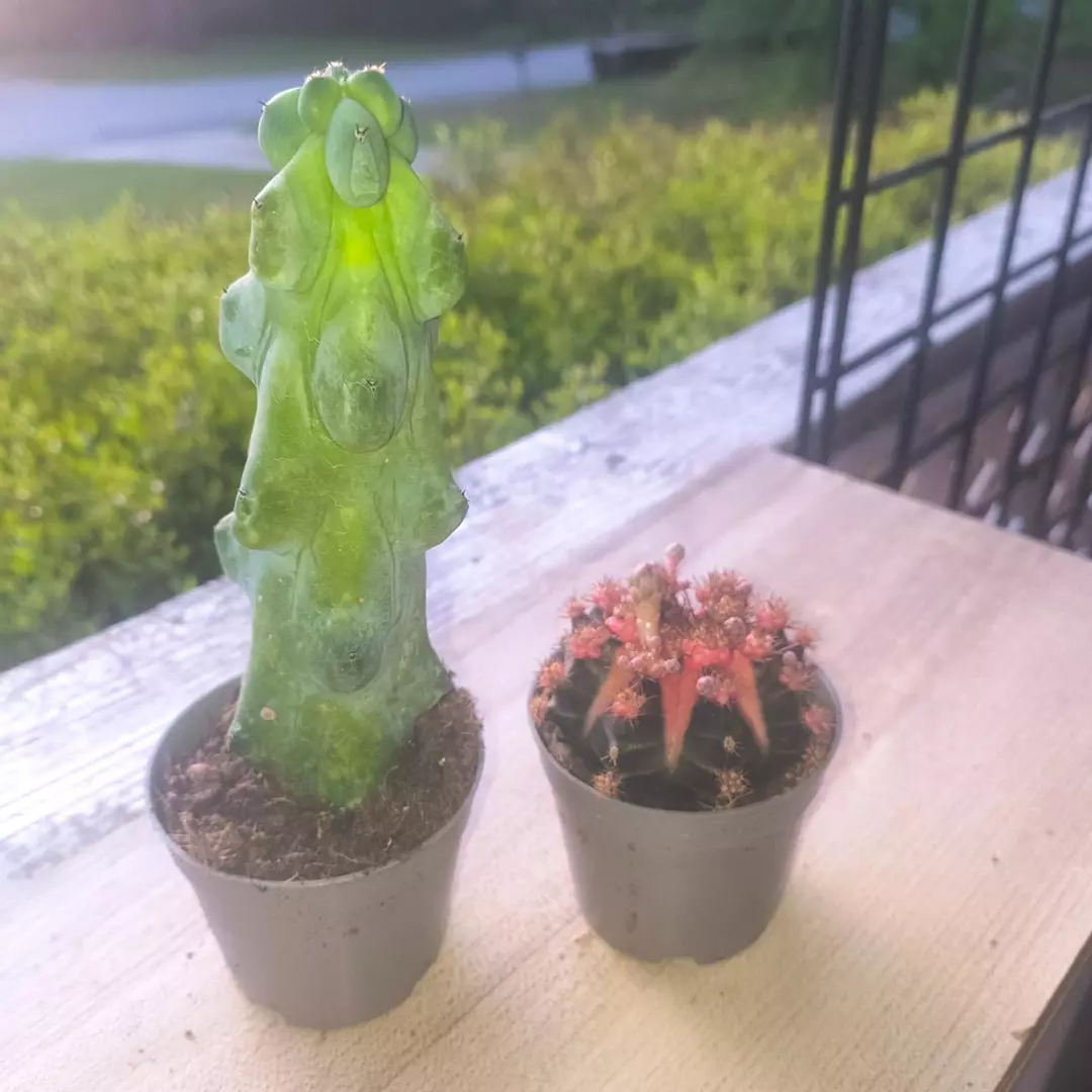 Boobie Cactus and Gymno thumbnail