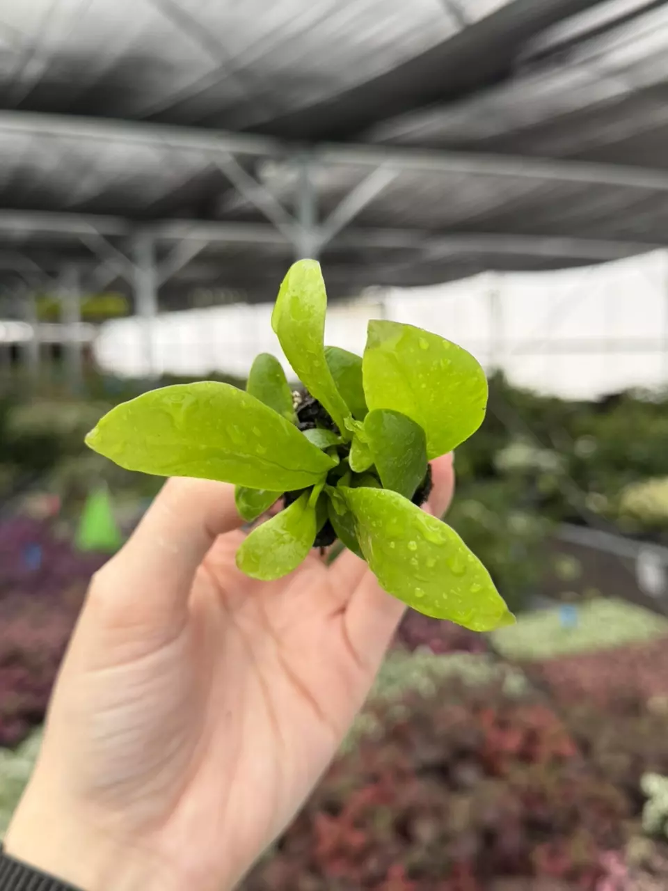 Green Flame Fern Starter Plant Growers Choice thumbnail