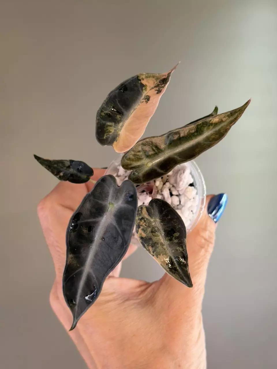 745 Alocasia Bambino Aurea thumbnail