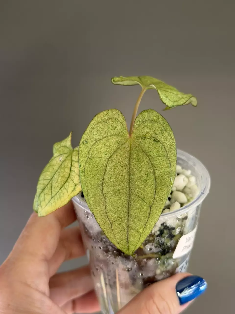 730 Anthurium Variegated Dark Pheonix thumbnail