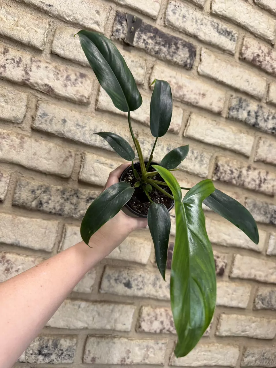 Philodendron 69686 thumbnail
