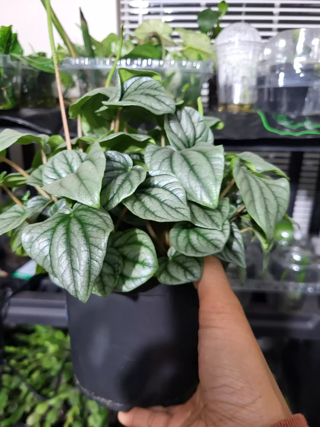 Peperomia silver ripple thumbnail
