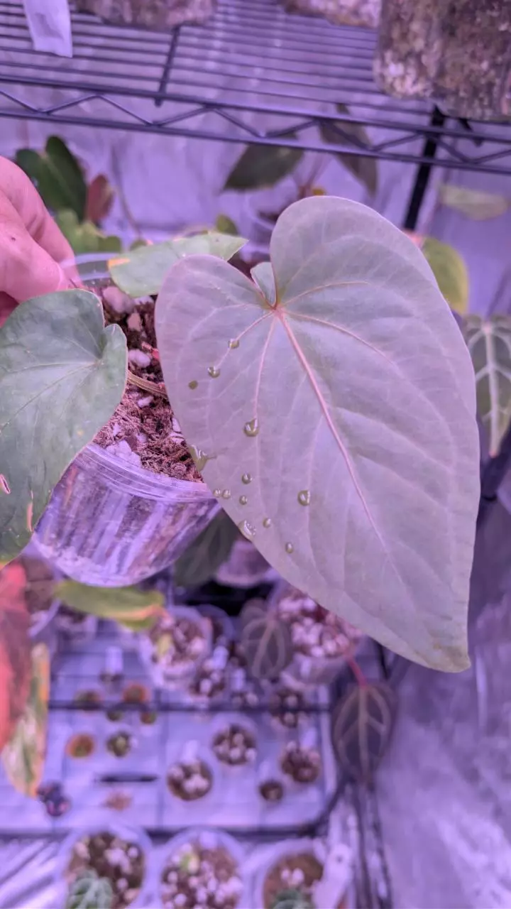 Kunayalense thumbnail