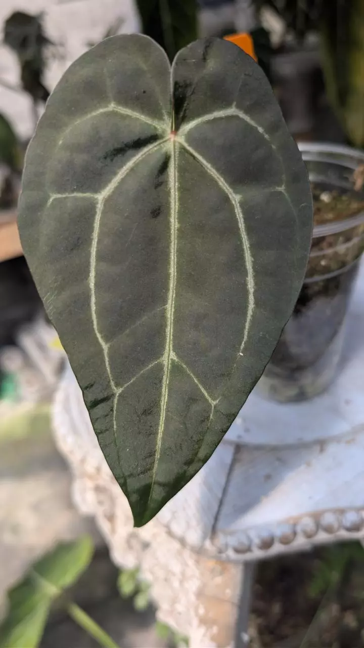 swampmanii #3 x (rotundatum x Doc Block purple f2) thumbnail