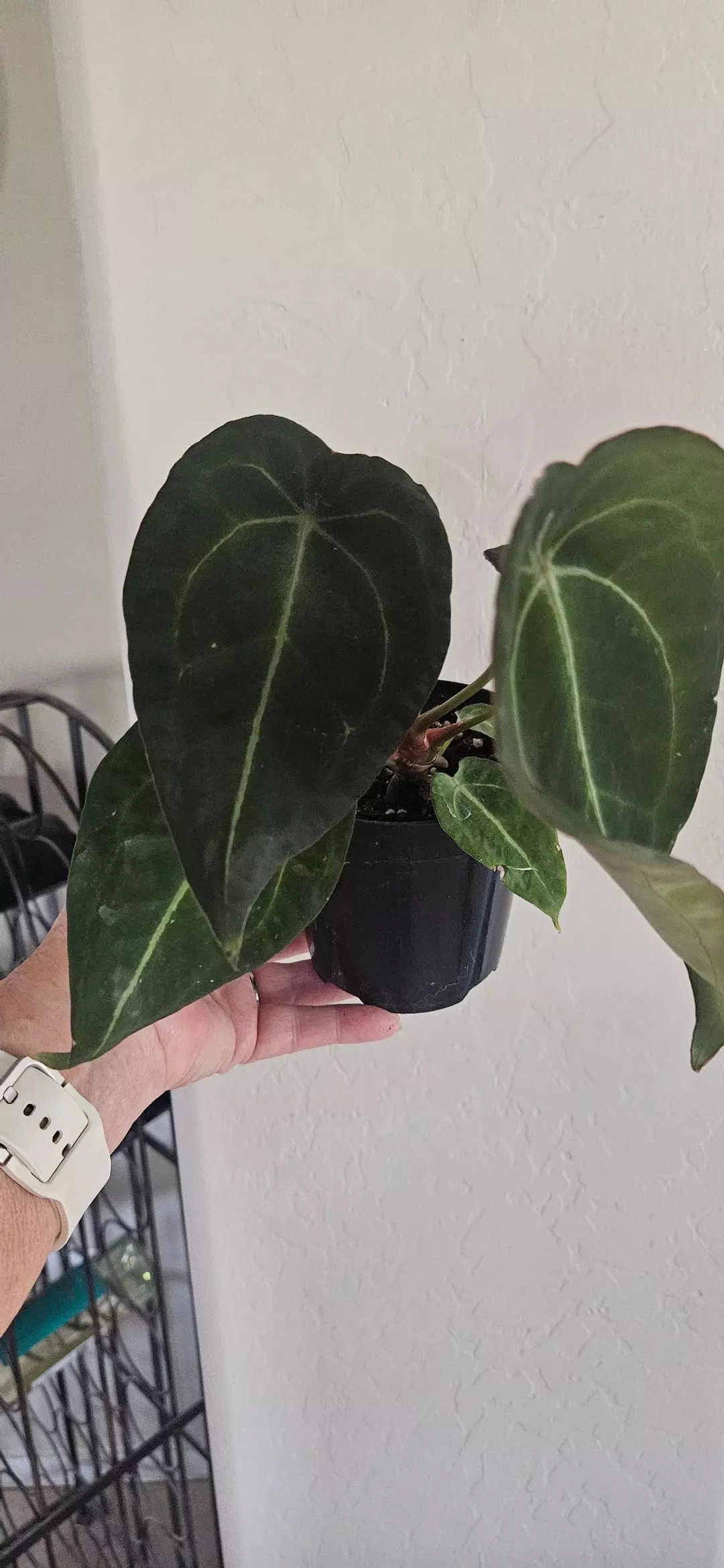 Anthurium hybrid NoID #2 thumbnail