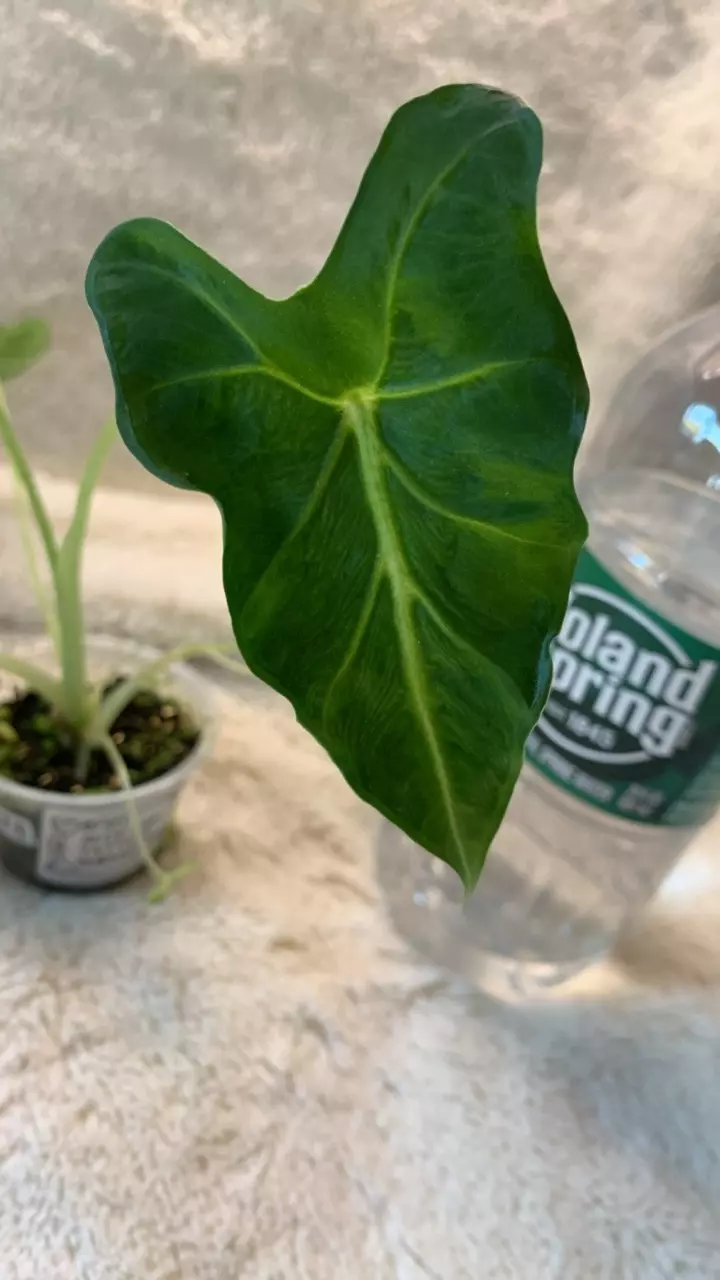 0071- Alocasia Tattoo ~Emerald tide pup thumbnail