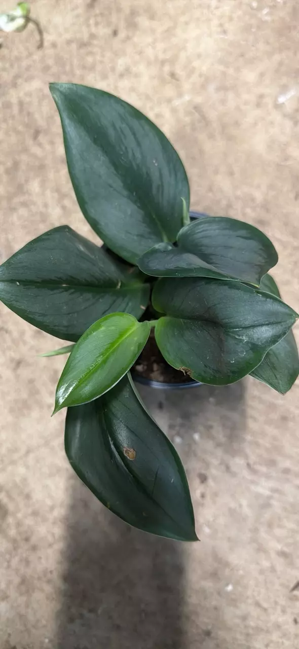 Scindipsus Pictus Treubii Moonlight thumbnail