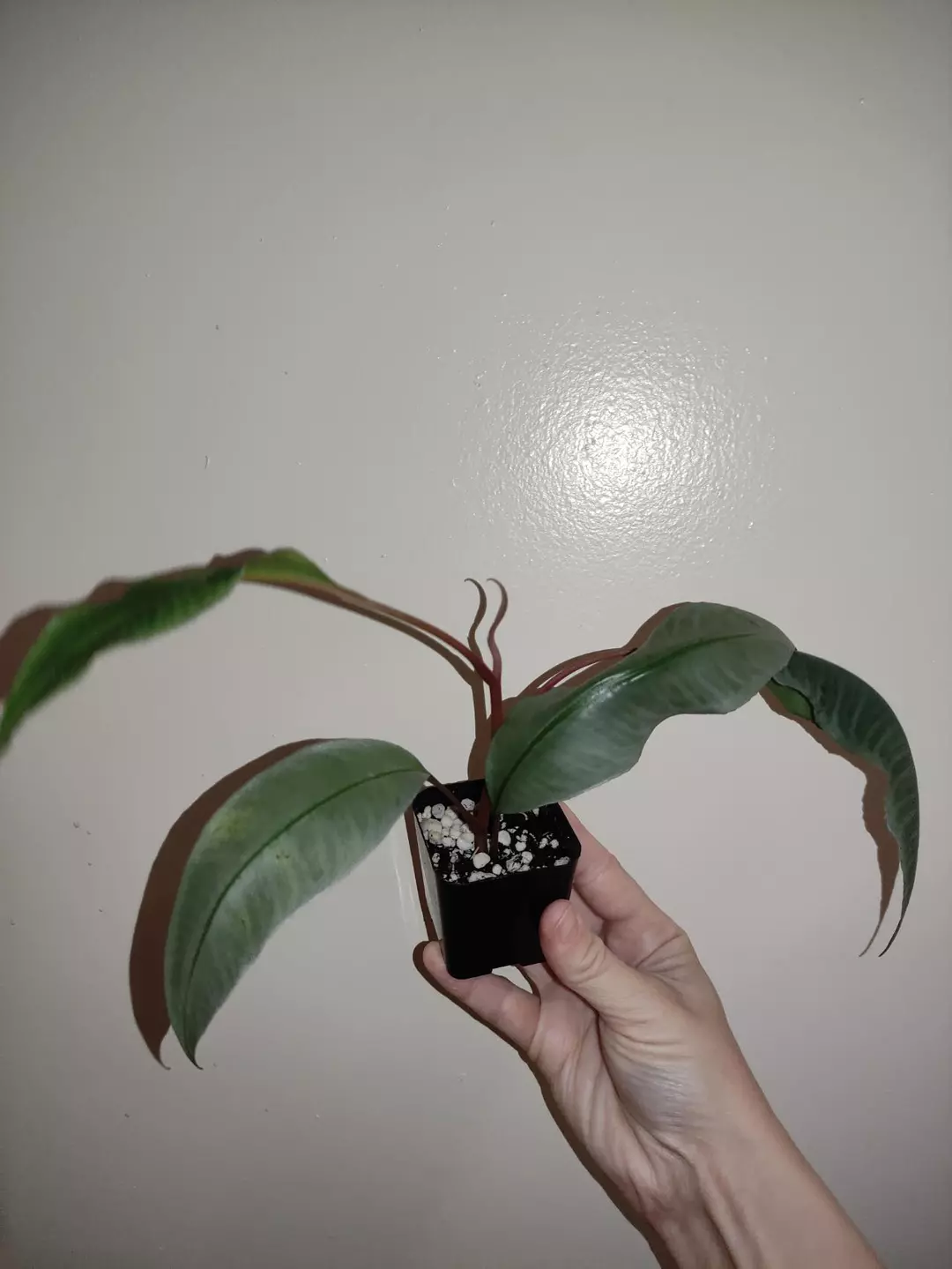 Ardisia sp silver thumbnail
