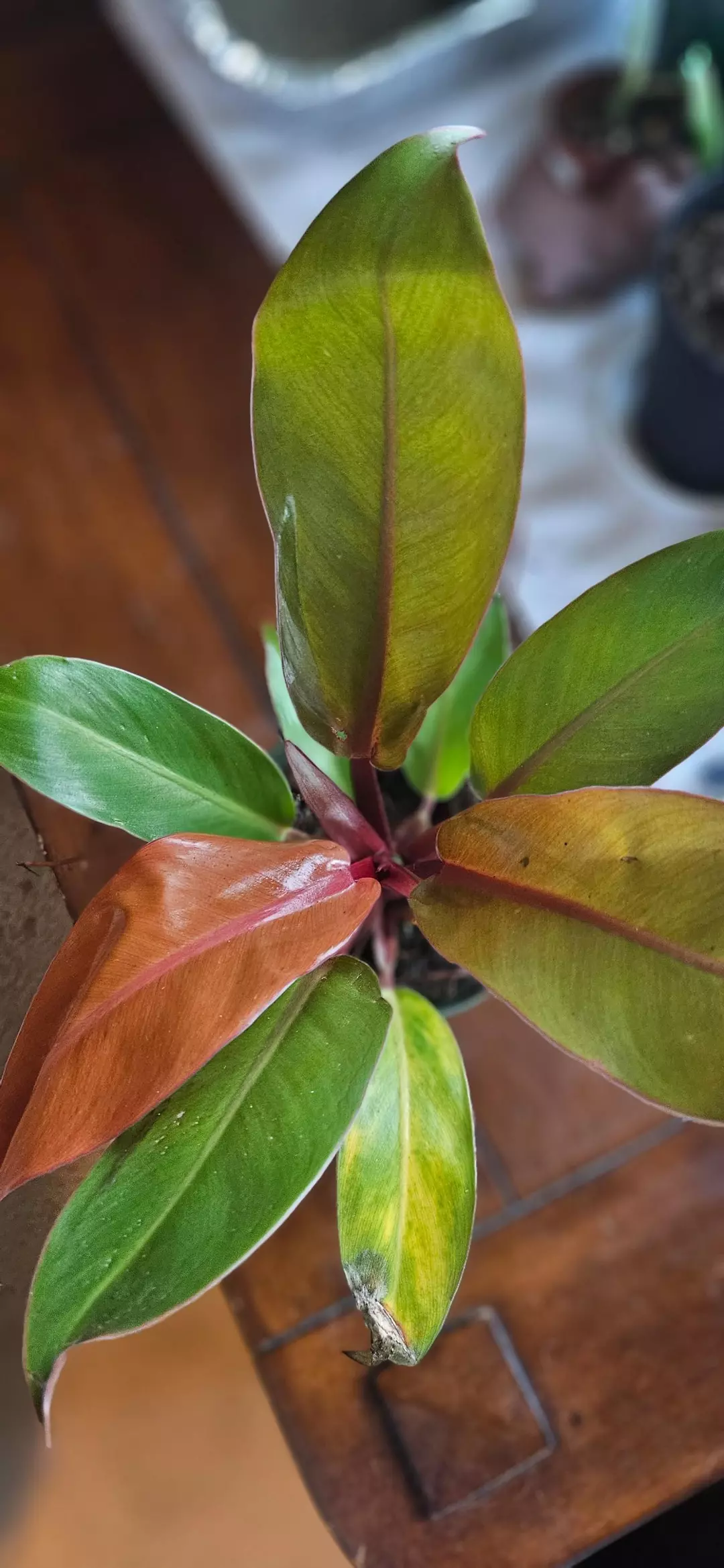 Philodendron Prince of Orange thumbnail