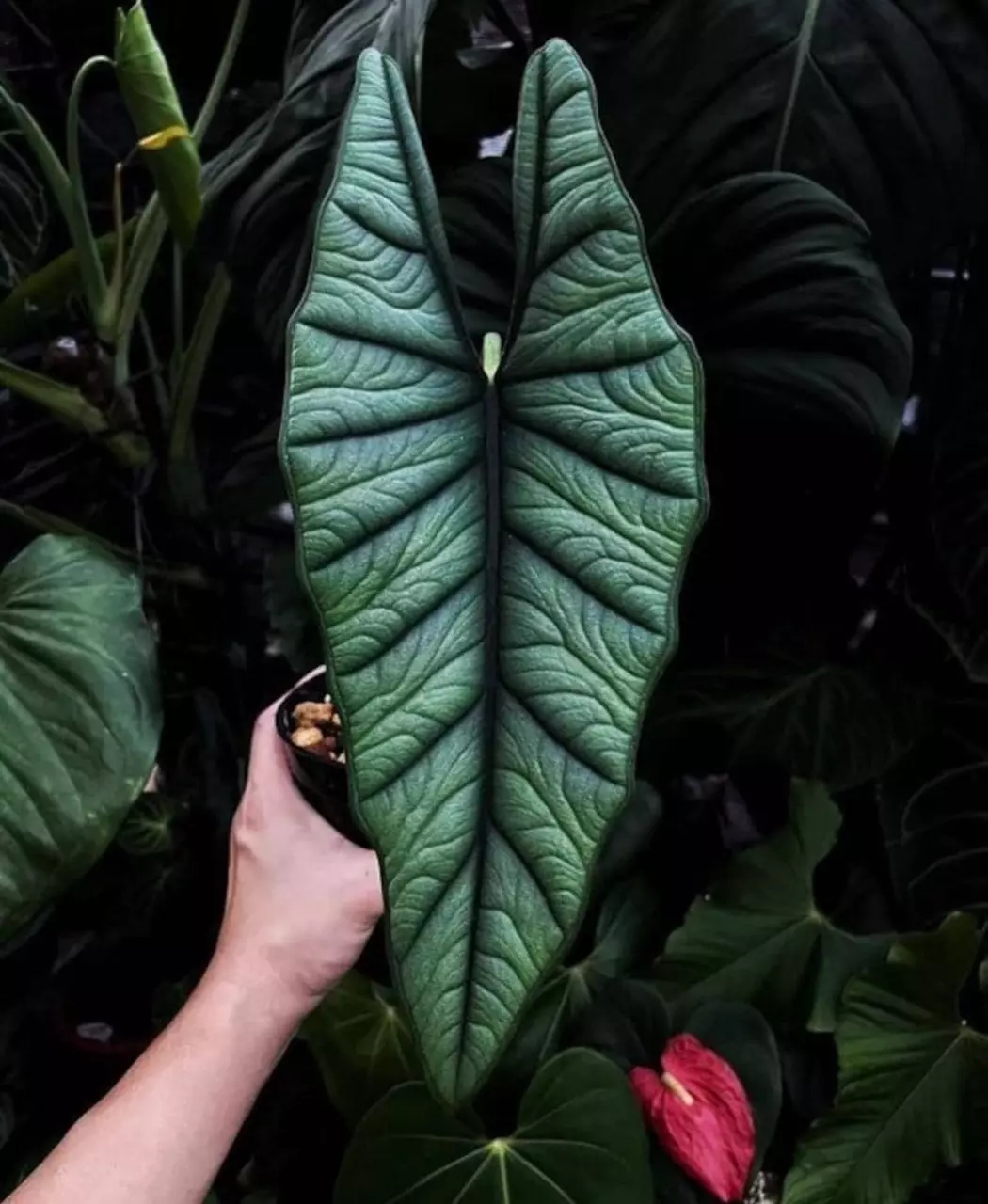 Alocasia Platinum “Bisma” Starter Plant Growers Choice thumbnail