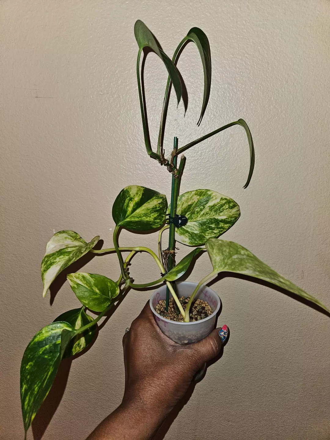 Epipremnum Pinnatum Sunburst thumbnail