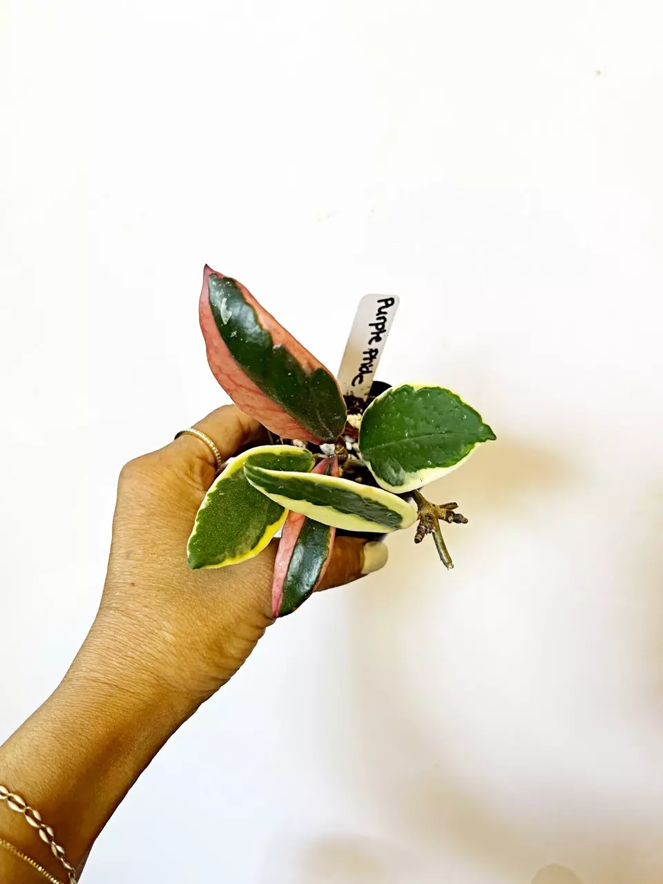 🎋Hoya Purple Pride *gc thumbnail