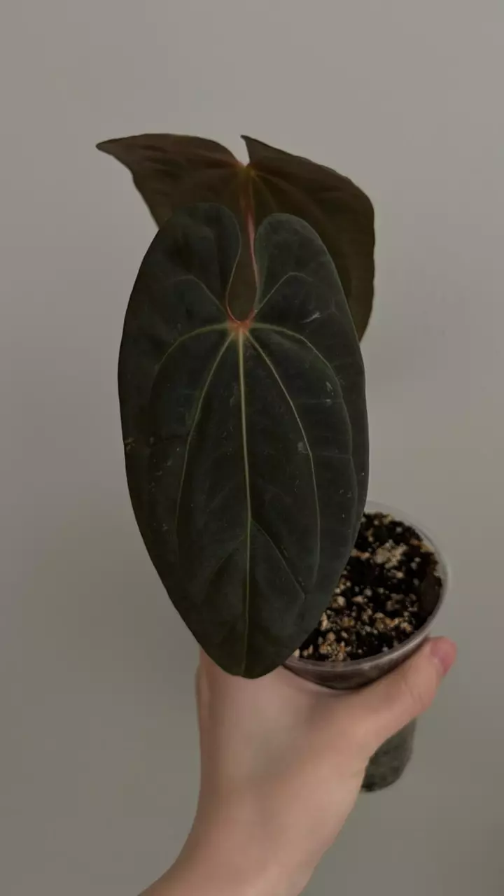 anthurium papi AOS x DP thumbnail