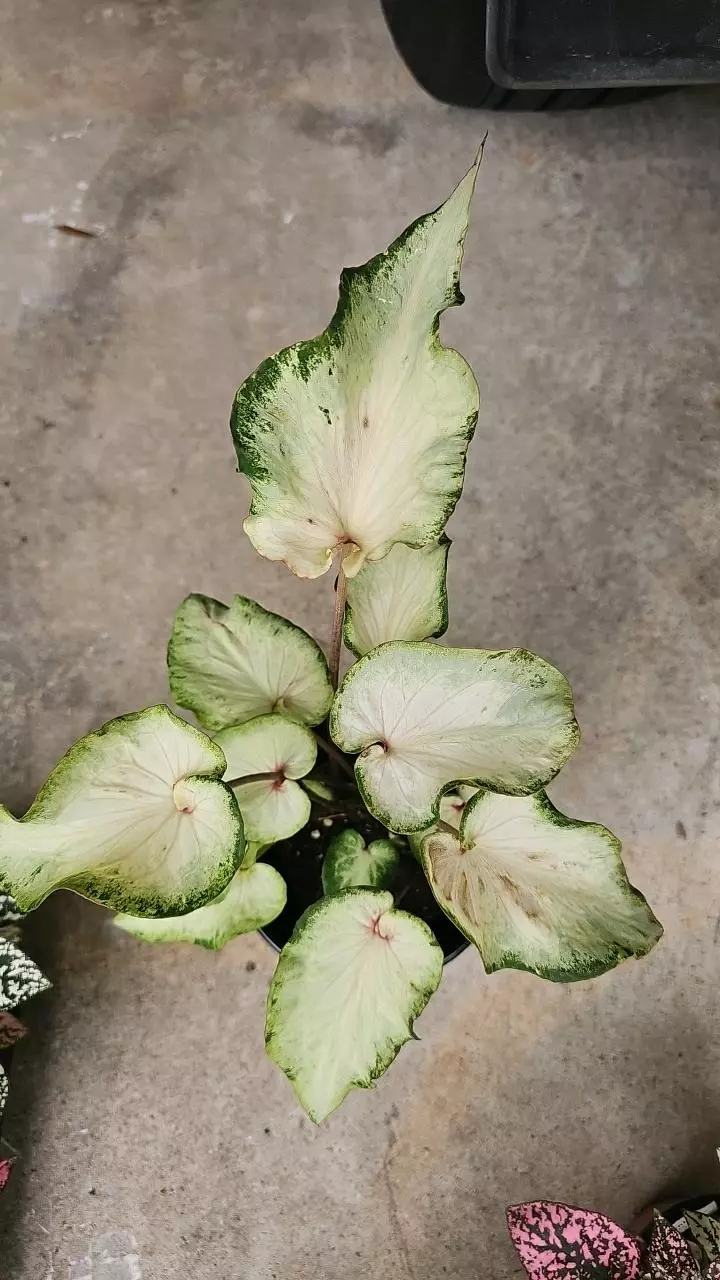 Caladium noid thumbnail