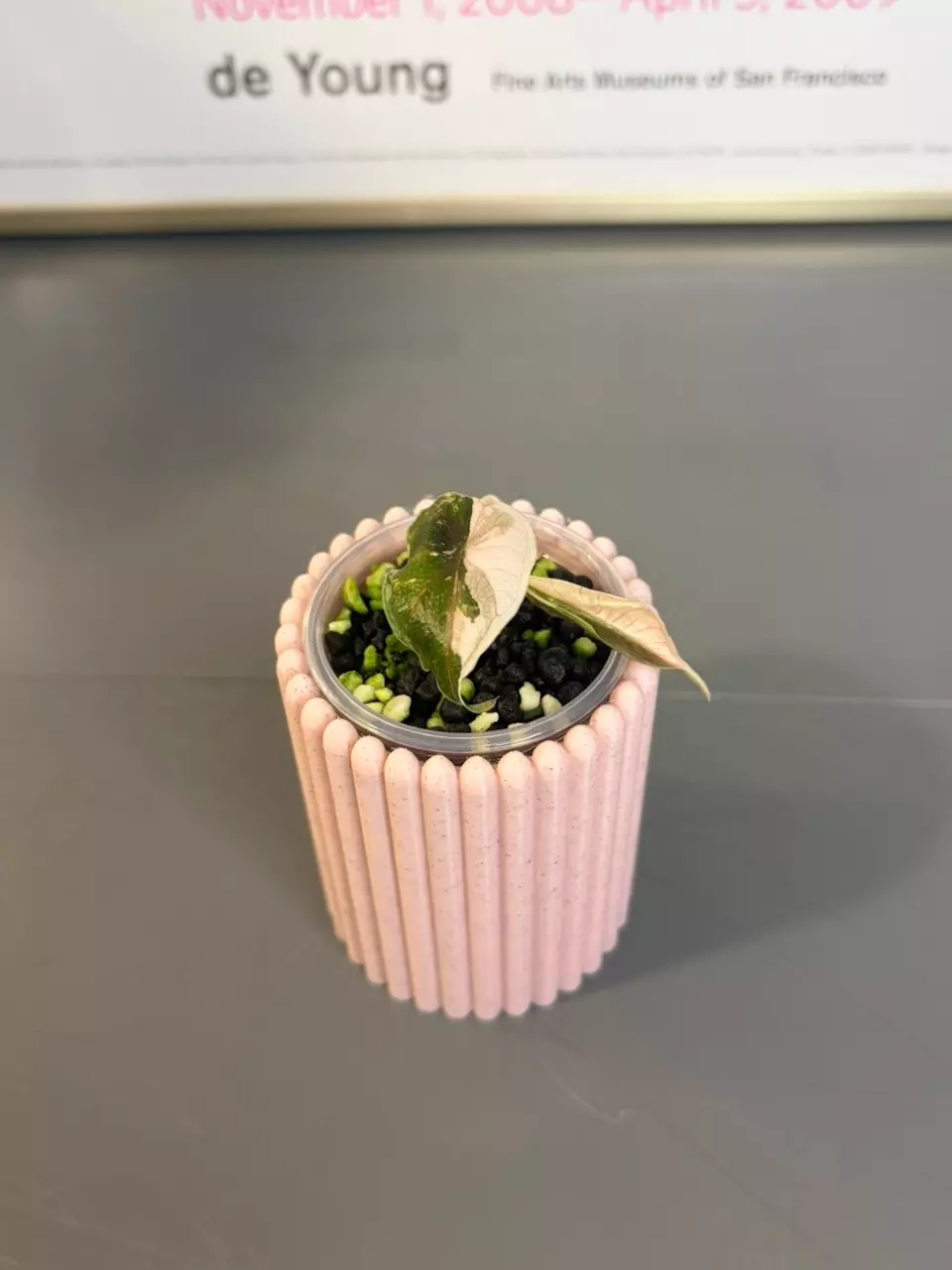 Alocasia Variegated Azlanii Pink thumbnail