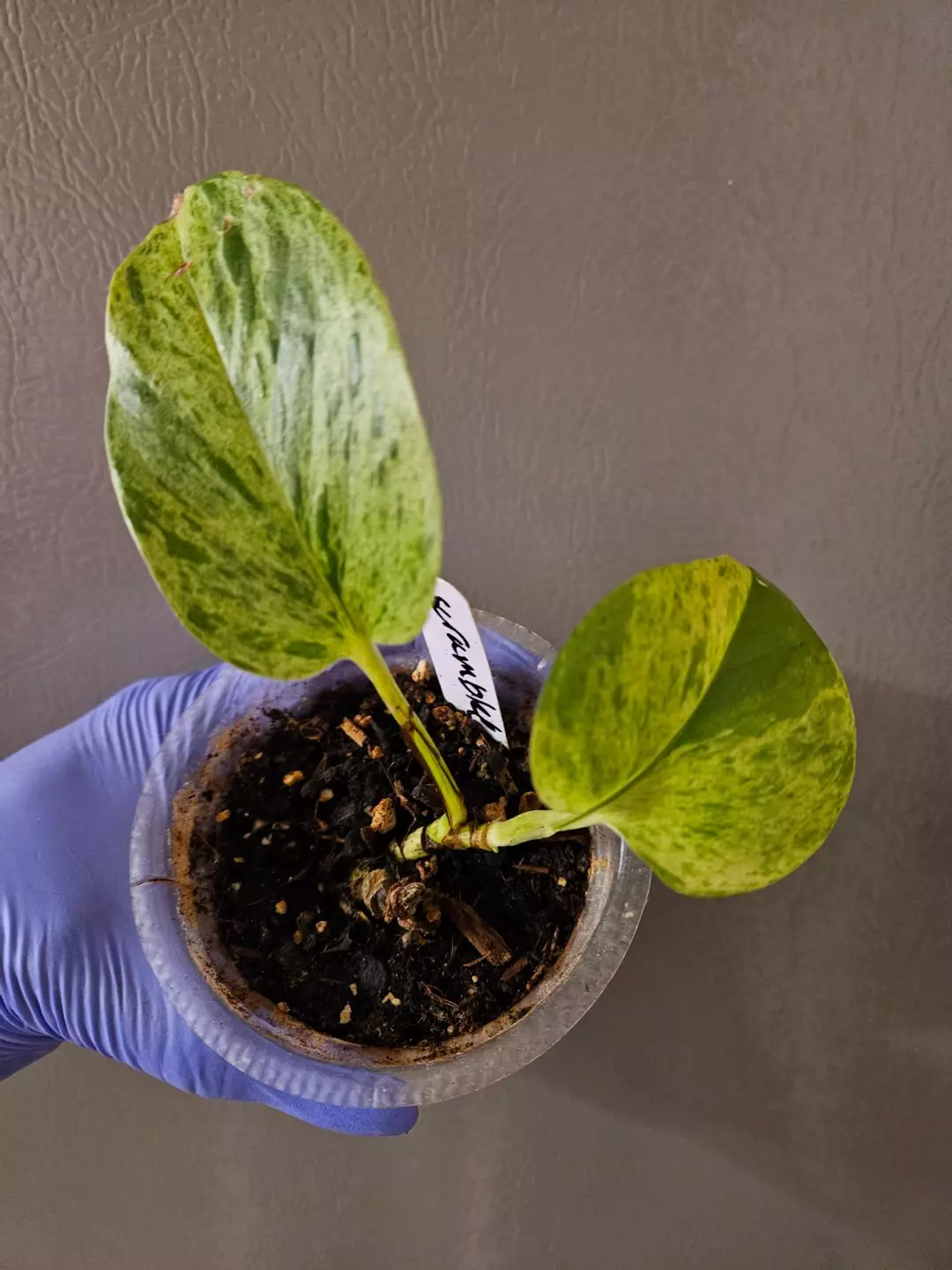 Epipremnum Aureum Scrambled Eggs thumbnail