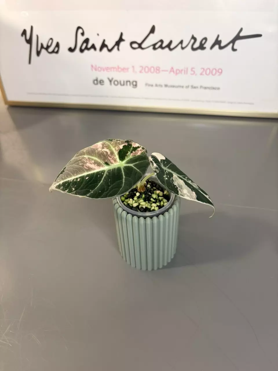 Alocasia Variegated Pink Black Velvet thumbnail