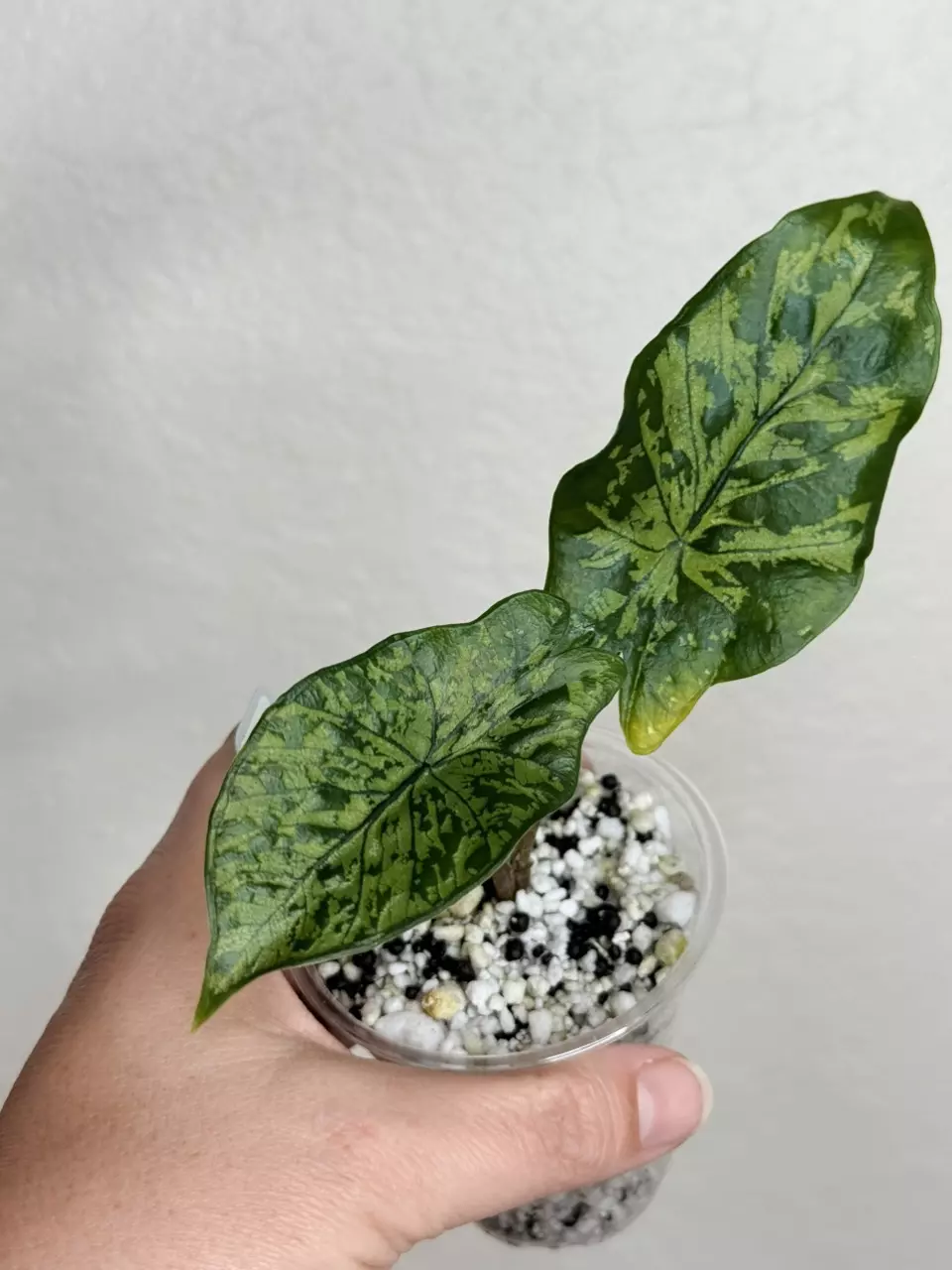 Alocasia Boyceana Shattered Glass thumbnail