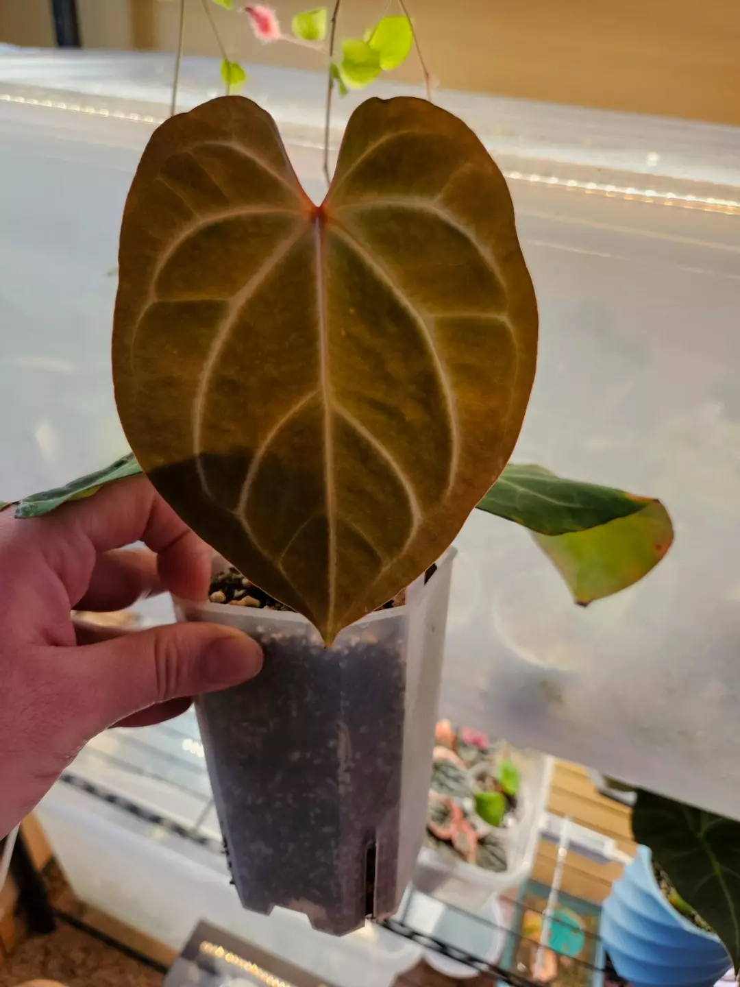 Besseae x unknown thumbnail