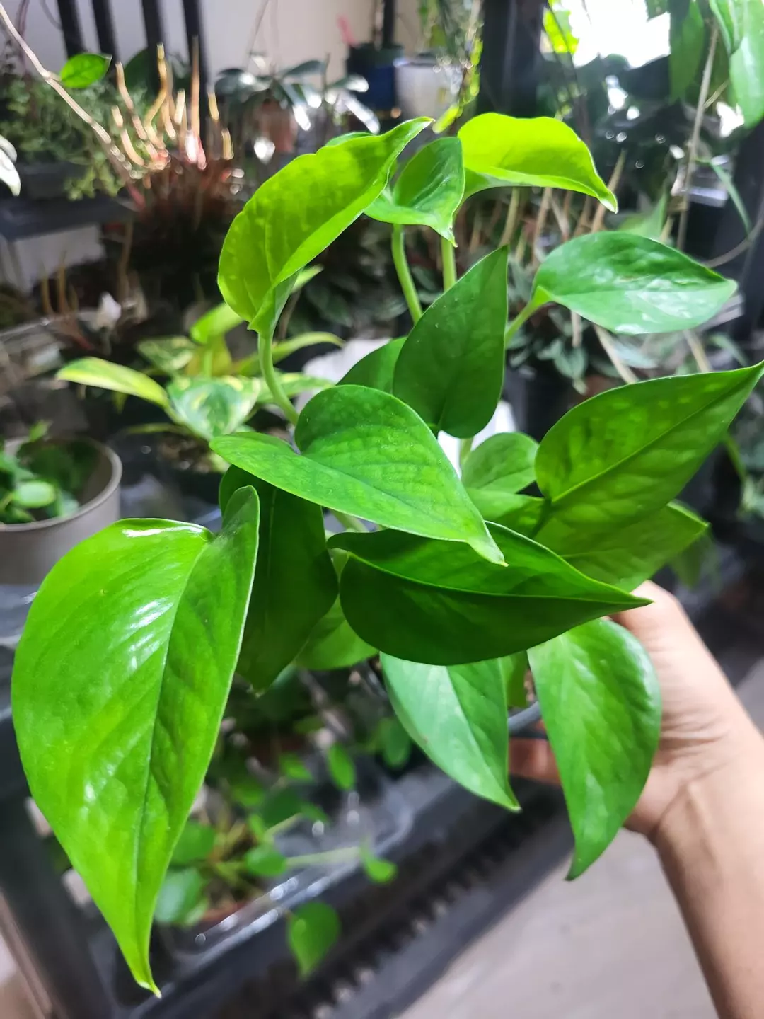 Jade pothos 4 " thumbnail