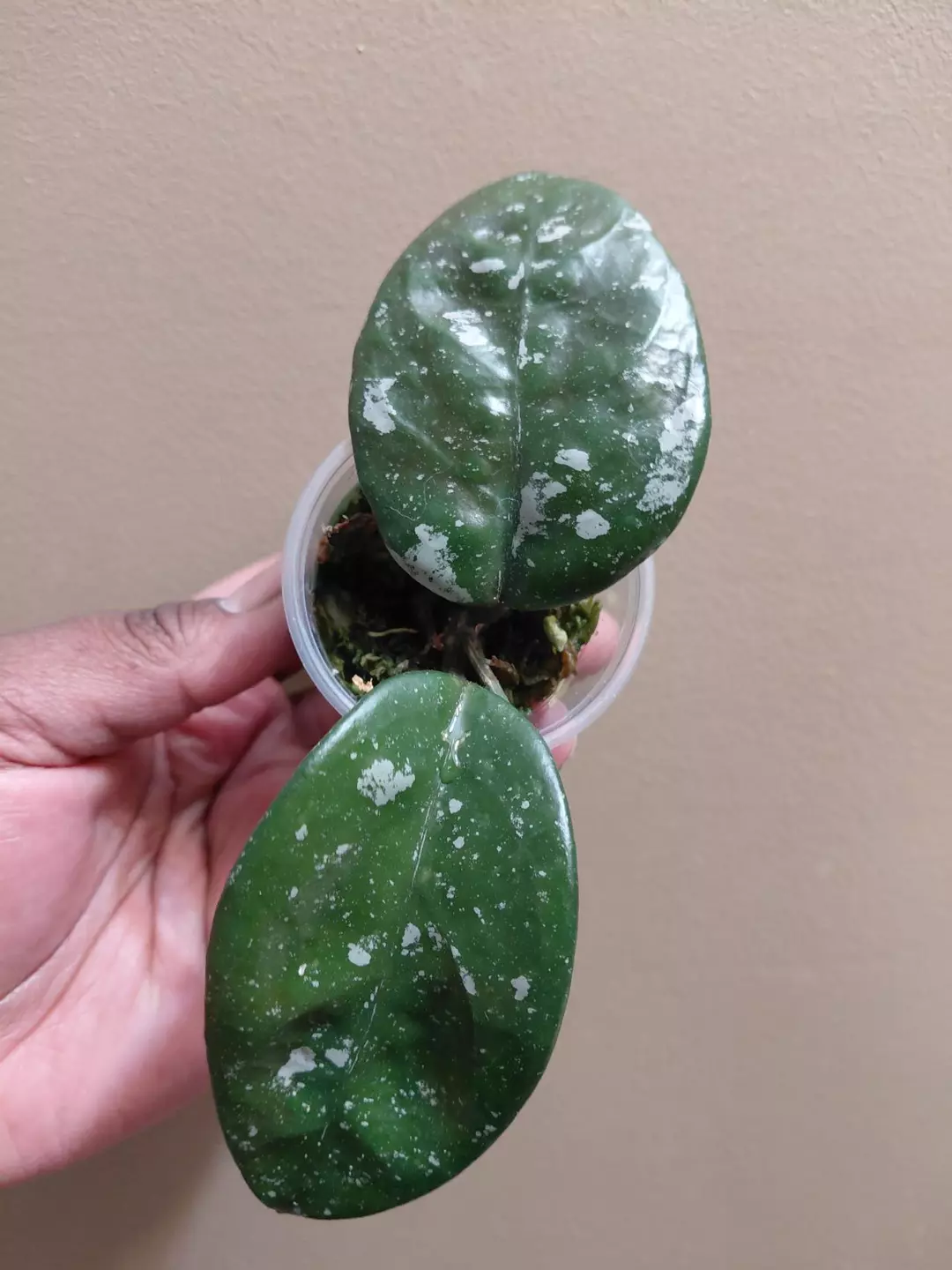 Hoya Jeurney thumbnail