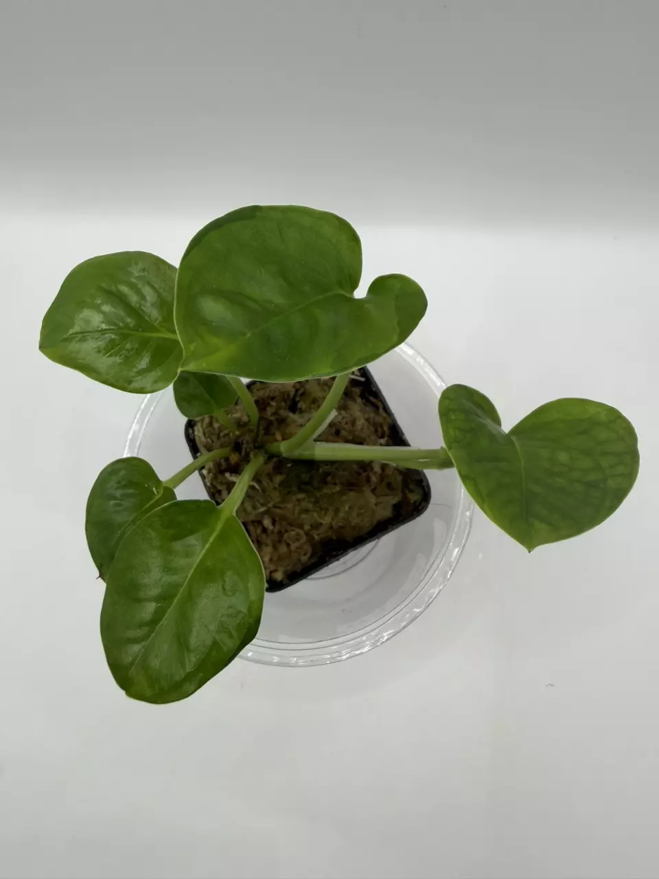 0119 Lemon Meringue Pothos thumbnail