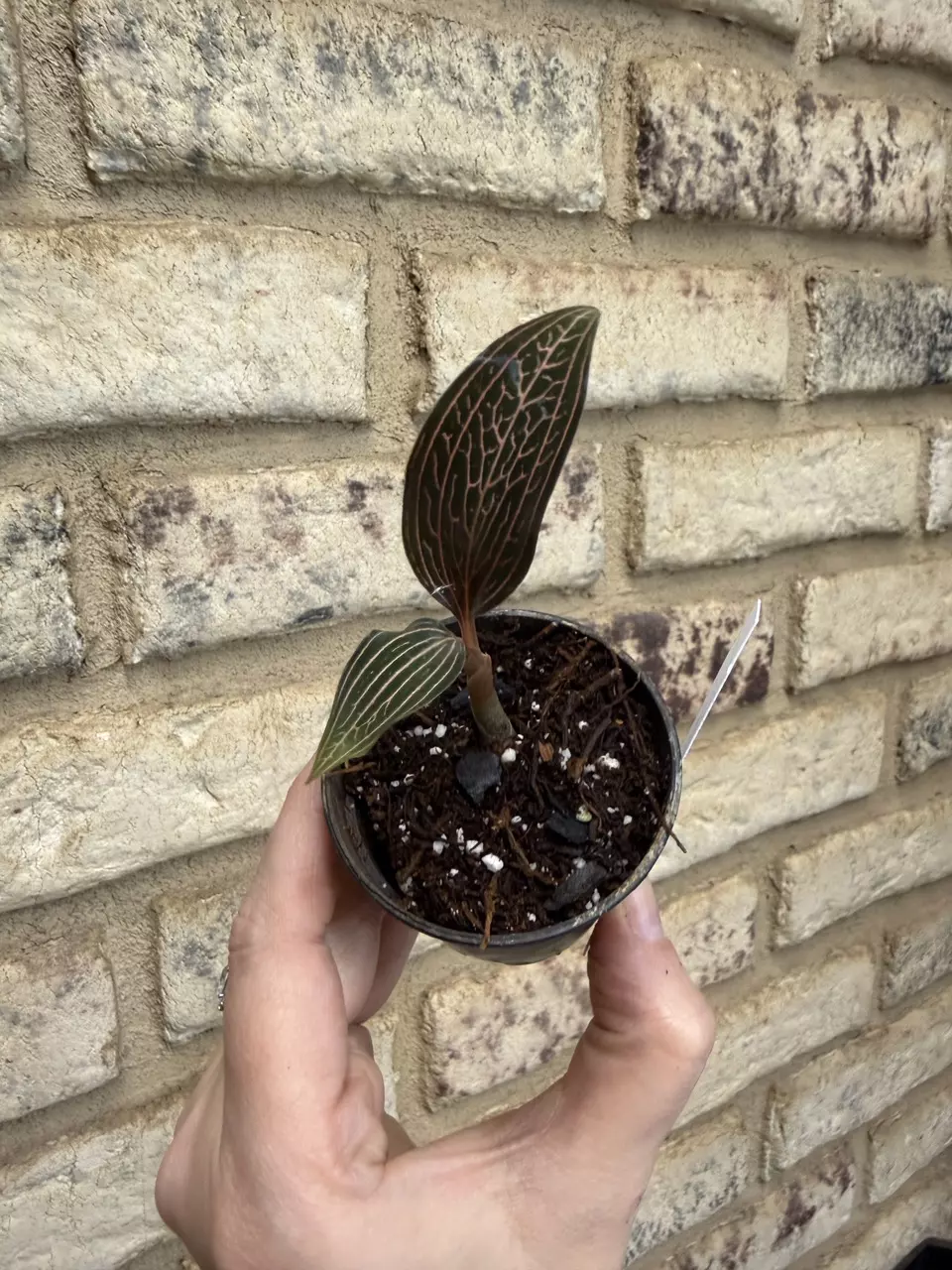Jewel orchid lightning thumbnail