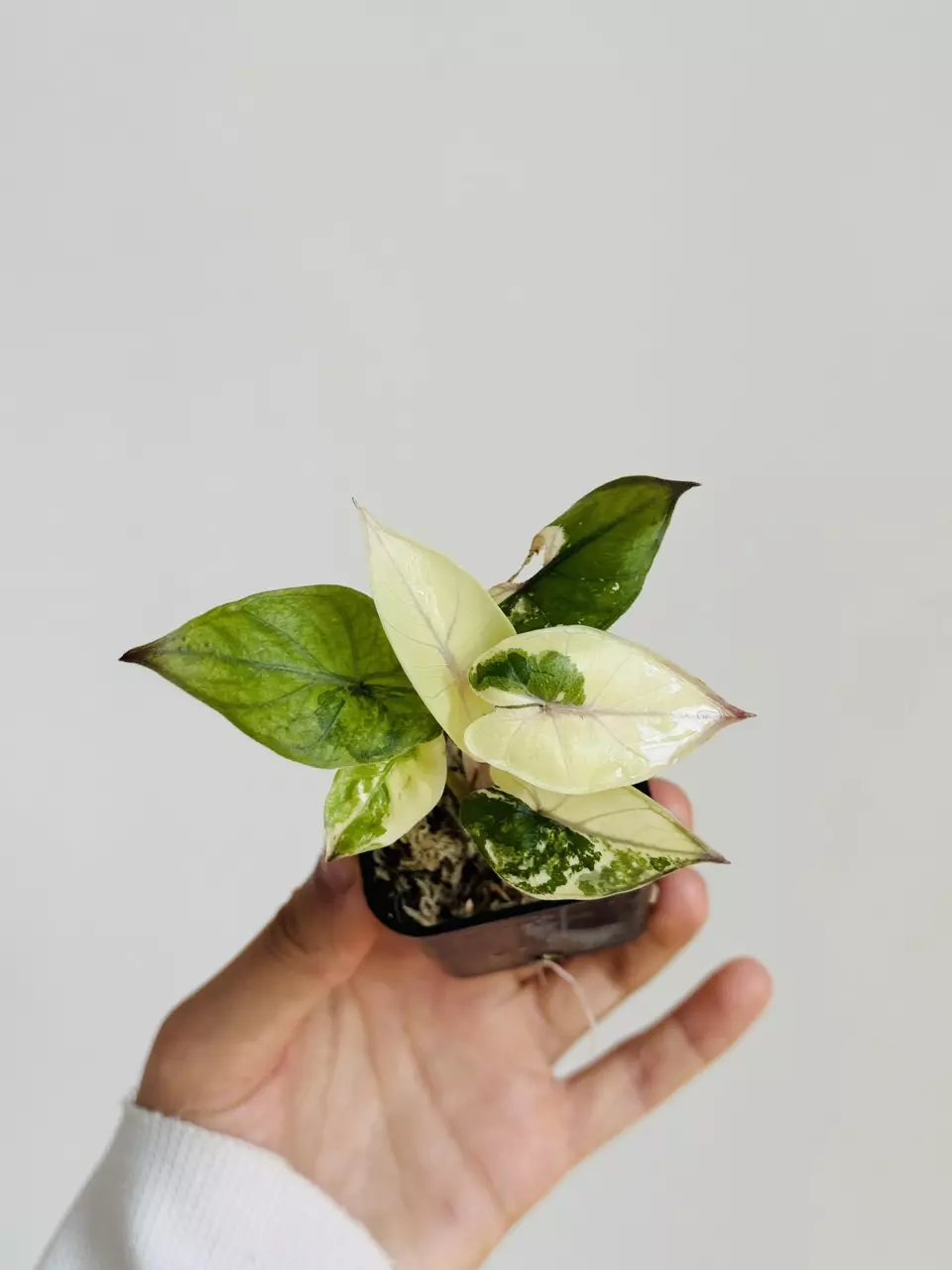 Yucatan Pink Princess thumbnail