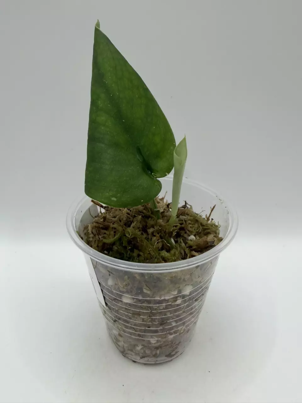 0132 Scindapsus Jade Satin Albo thumbnail