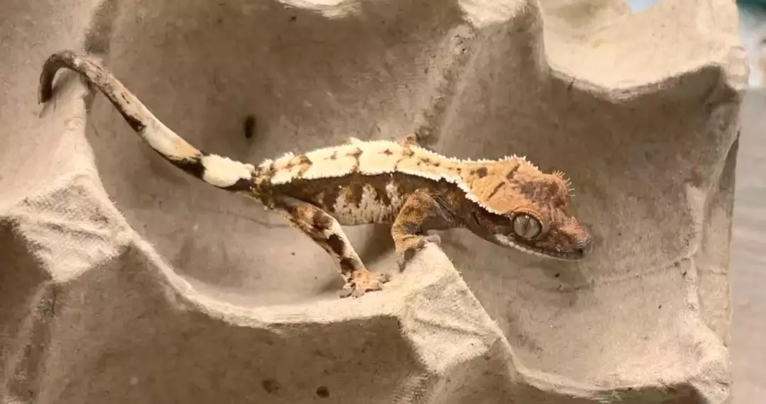 a12. High Coverage Gorgeous Sable PPV 4g. thumbnail