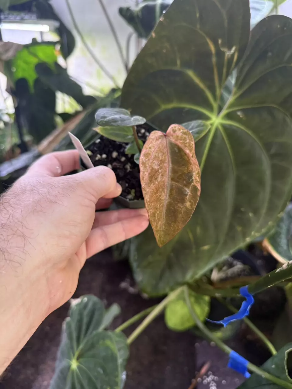 (Red velvet cake x Zara) x (cinnamon swirl x Tim’s black) thumbnail