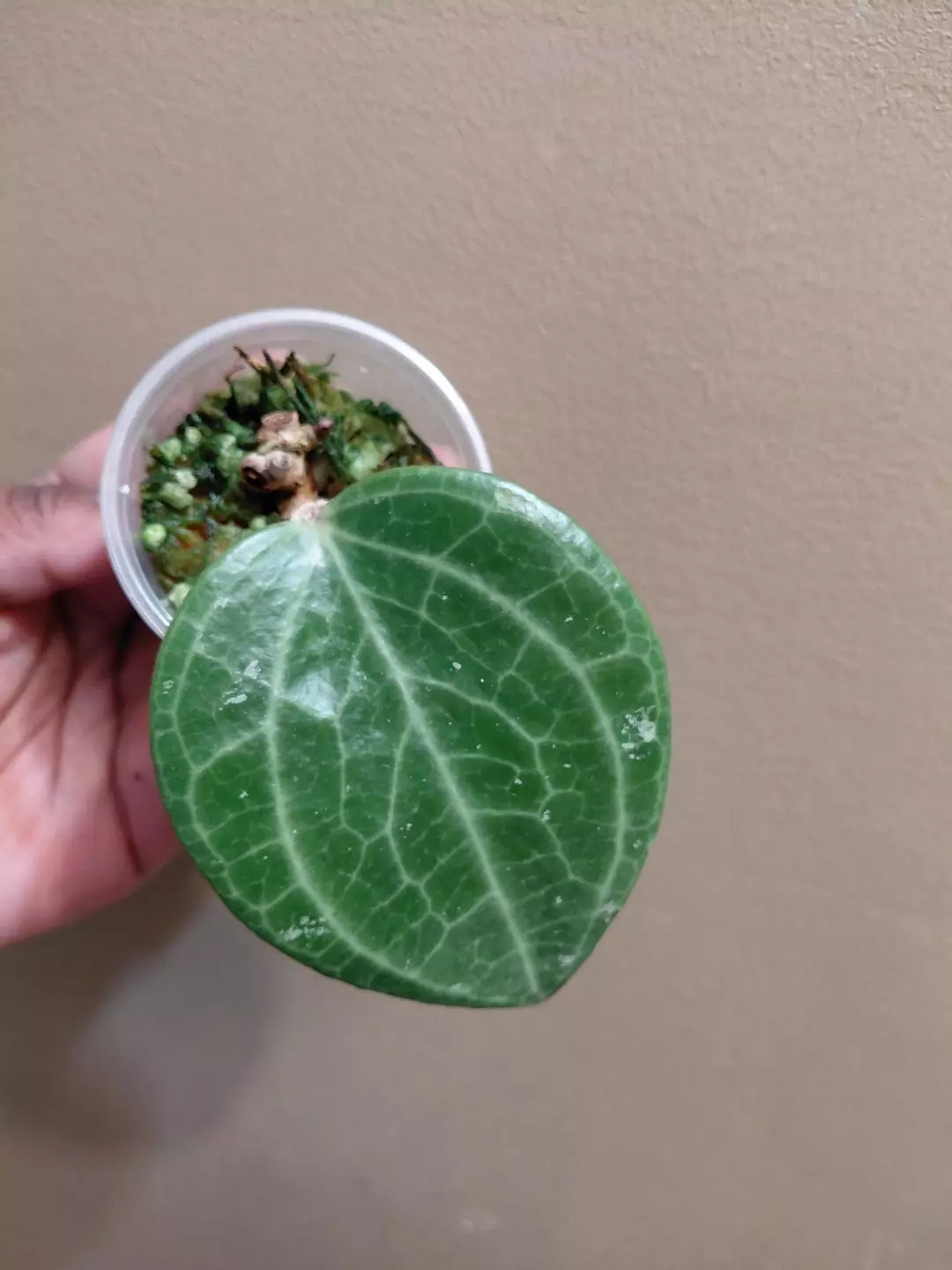 Hoya Latifolia Sarawak Starter thumbnail