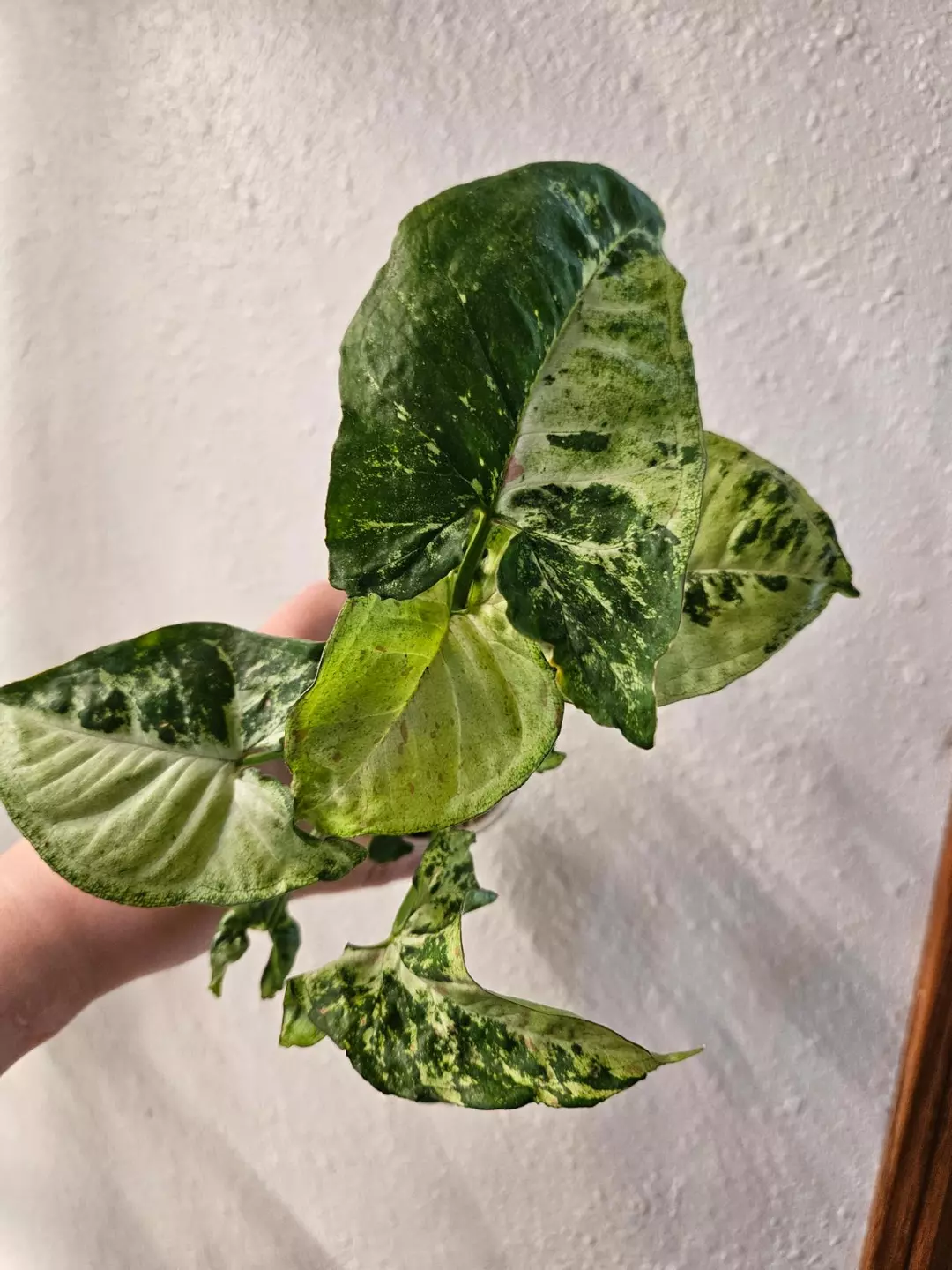 Syngonium noid thumbnail