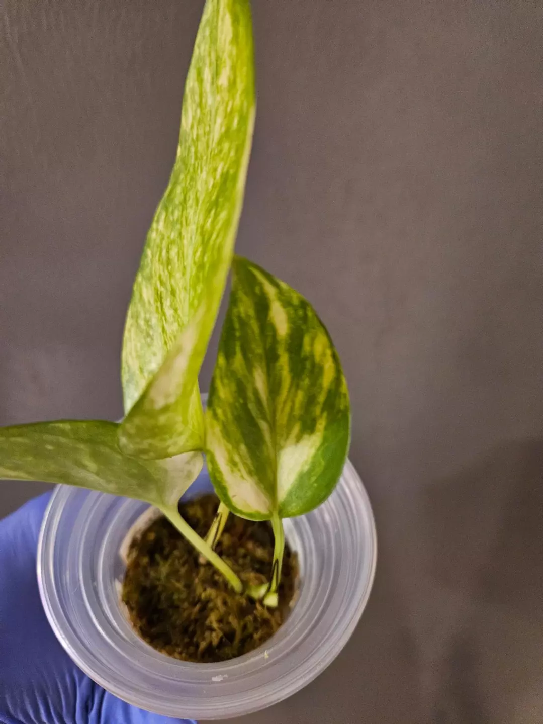 Epipremnum Aureum Japanese Resort thumbnail