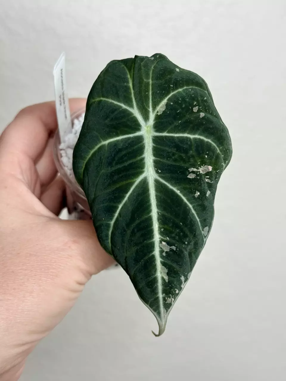 Alocasia Pink Black Velvet pup A thumbnail
