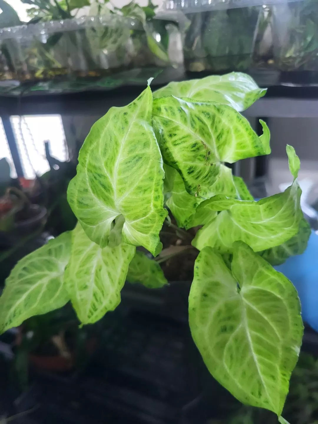 Syngonium batik 4" pot thumbnail